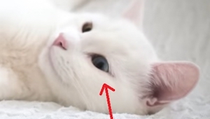 La mirada de esta gata hipnotiza, pero tienes que ver a su hermana... ¡Te quedar